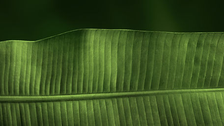 Feuille verte