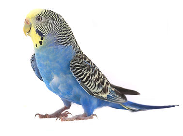 Blue Budgerigar