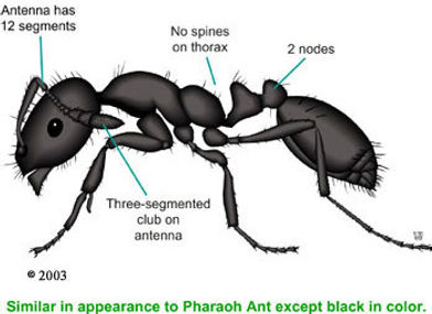 Call Surekill Pest and Termite Control Central Coast on 4341 5585