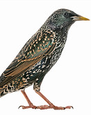 European Starling - bird