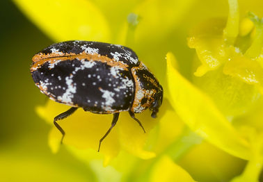 Black Carpet Beetle on a flower