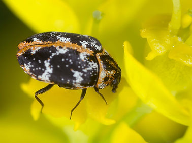Black Carpet Beetle on a flower