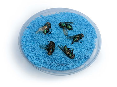 dead flies on fly bait