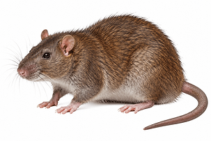 Norway Rat.png