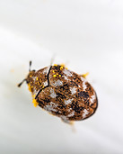 Carpet Beetle.jpg