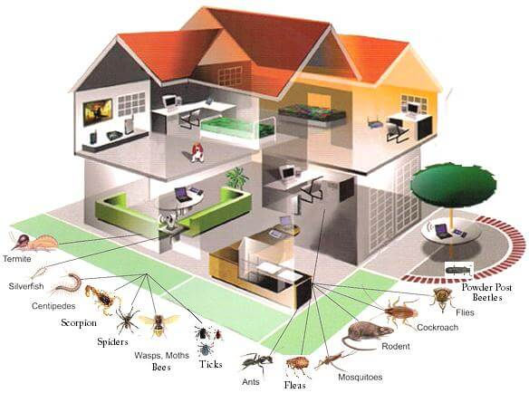General Pest Service