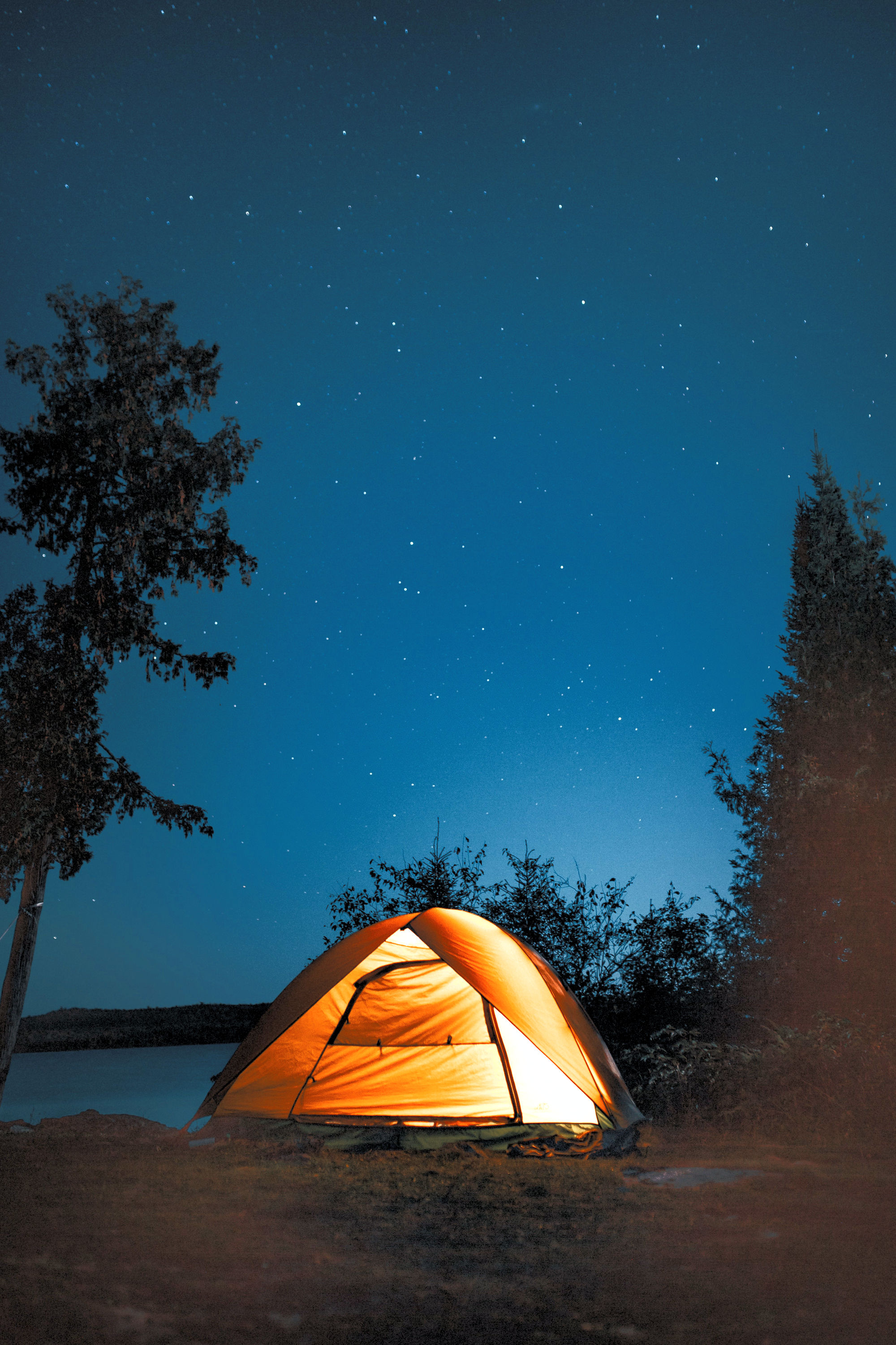 Immersion en forêt Nocturne
