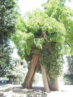 Oldest Tree in . Paris a Robinia