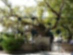 Hippocrates Plane Tree