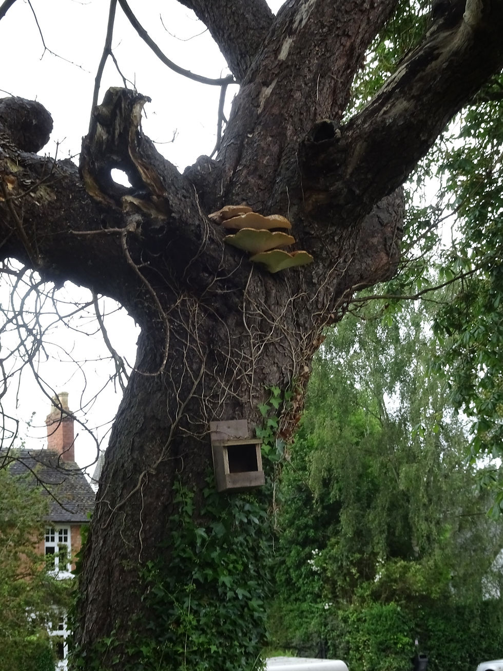 old tree with fungus and birdbox