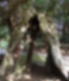 Ancient Yew Tree