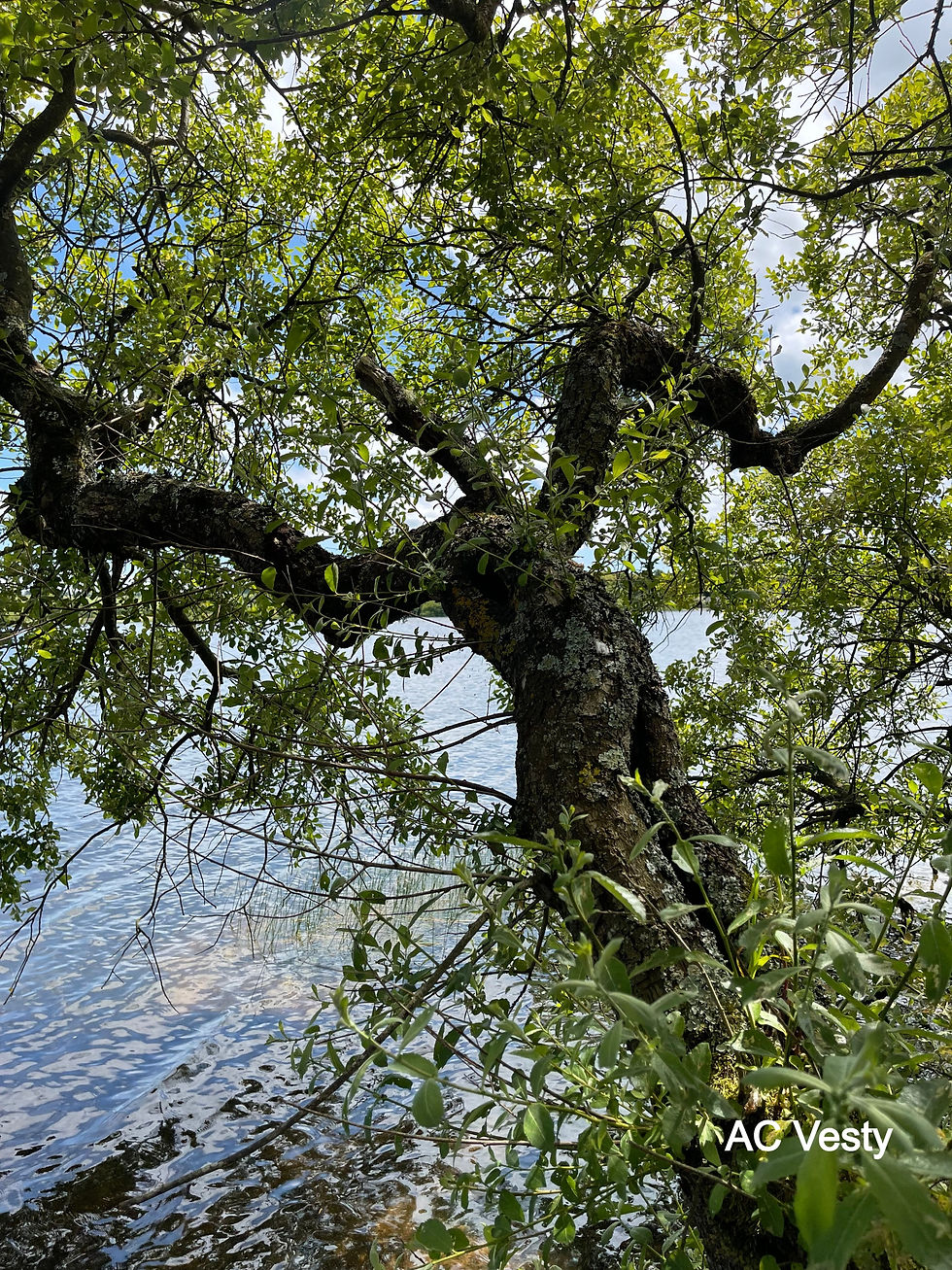 Willow tree on the edge of llyn Allaw