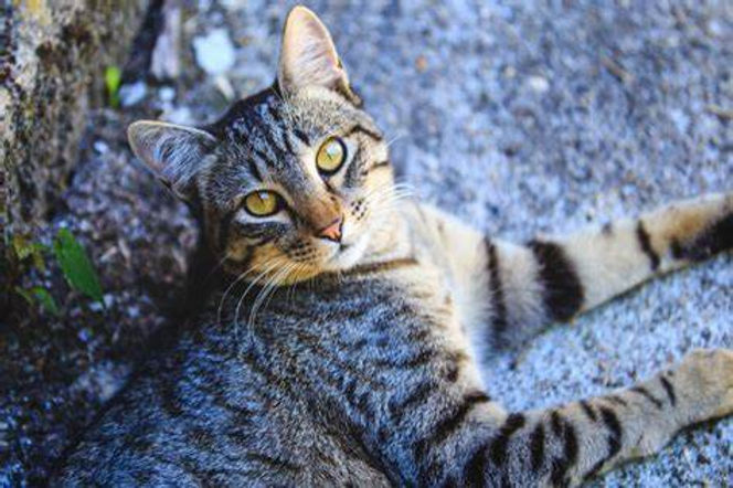 Domowy, dachowie.jpg