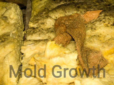 remove insulation when you have a moldy attic in Florida