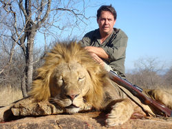Lion