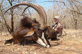 Sable Hunt
