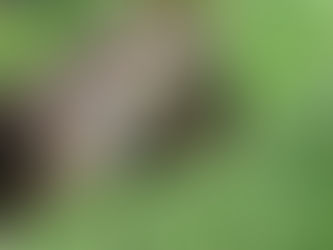 Positive Gefühle - NOV 2017