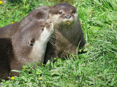 Positive Gefühle - NOV 2017