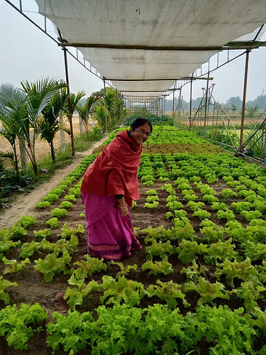 lettuce farm