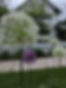 Bees_in_your_yard.jpg
