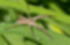 Araignées en extérieur