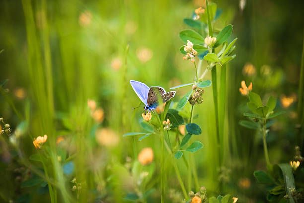 Qu'est-ce que la biodiversité ?