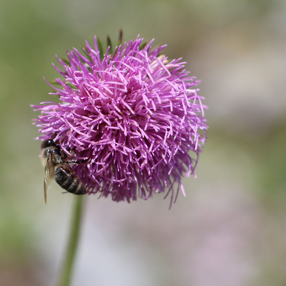 Les plantes