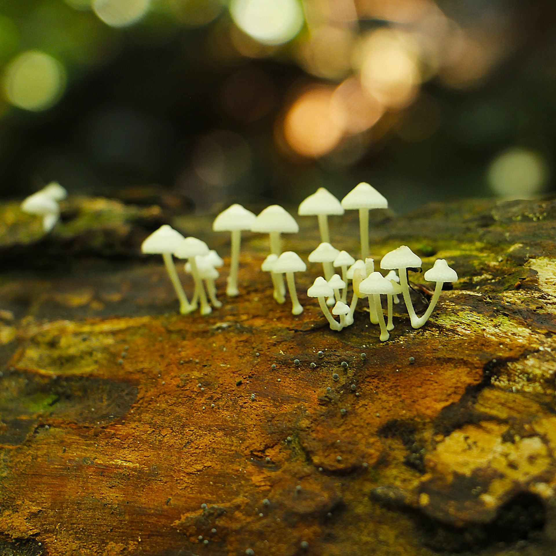 champignon