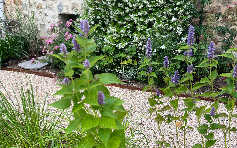 Un grand jardin au Vésinet, dans les Yvelines. Un beau gazon entouré de massifs fleuris. des vivaces, graminées et arbustes fleuris. Une haie avec arbustes persistants et une belle terrasse en bois, bois exotique, Cumaru, Ipé. Beaucoup de fleurs, un jardin structuré, un jardin à l'anglaise, un jardin bucolique et romantique, un jardin familial 