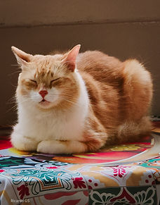 PARA MAS INFORMACIÓN ESCRIBIR AL NUMERO DE WHATSAPP 62471899 O 67620044
Es un gatito muy sociable cariñoso, energético y juguetón. Es muy inteligente. Es un gato de apartamento no sale de la casa al menos que use con la correa. Urgente!