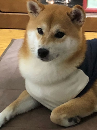いとこの犬 by K.KASAHARA
