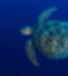 sea turtle under the sea