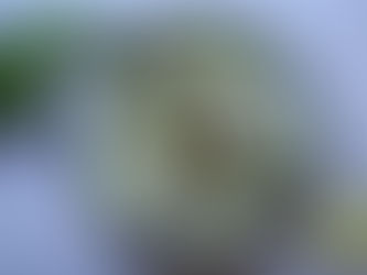 Salade thaï au bœuf et poivron vert