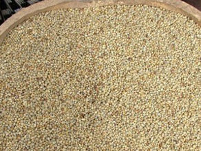 Focus sur le mil : une céréale ancestrale en pleine renaissance.