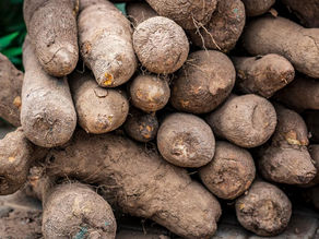 Les Différentes Variétés de Tubercules Africains et Leurs Utilisations.