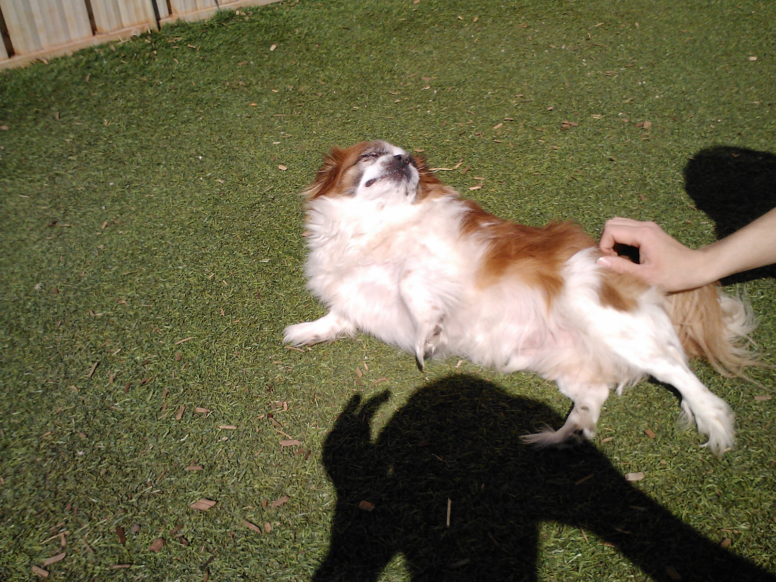 Boarding The Griffindore Dog Retreat Daycare & Grooming, McDonough
