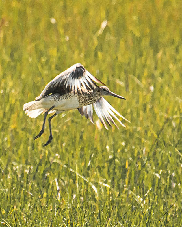 Willet in flight, Quogue, NY