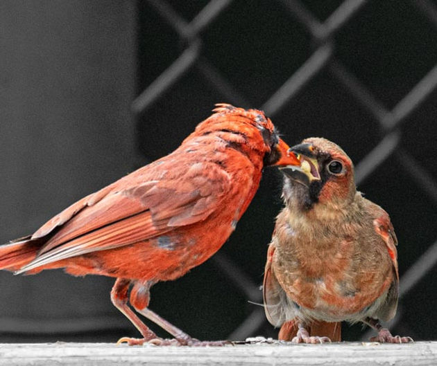 Cardinal feeding cardinal.  Quogue, NY