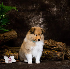 Tamira's Miracles Cotton Candy 2.jpg