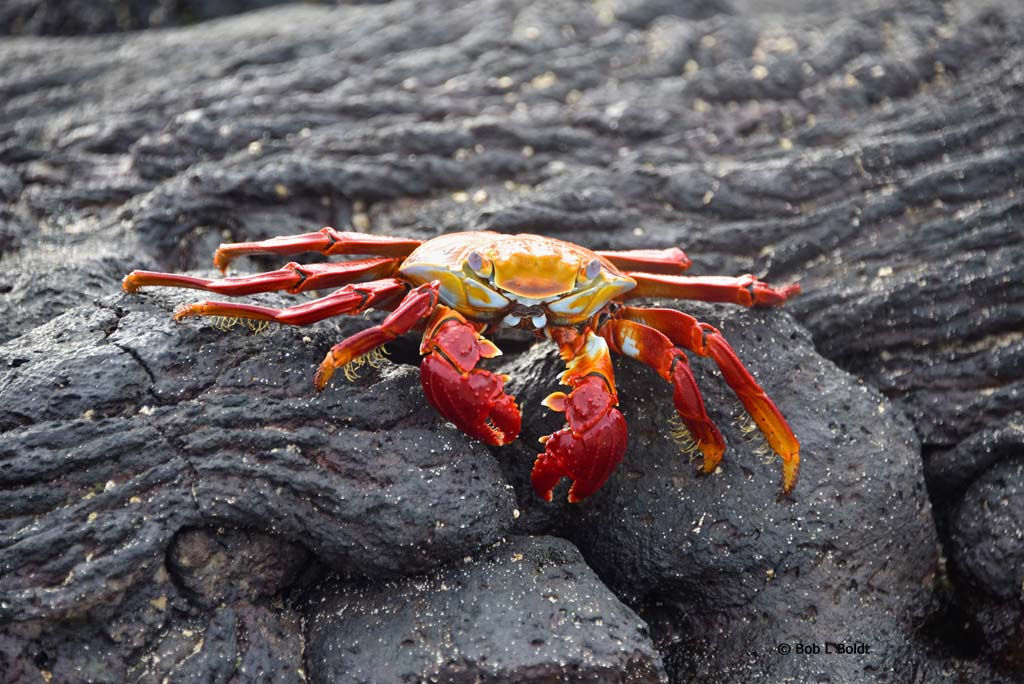 World's Most Maladapted Creature