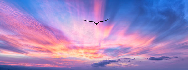Bird Sunset Flight Inspirational Flying Motivational Divine Sky Hope Flight Sunrise Banner