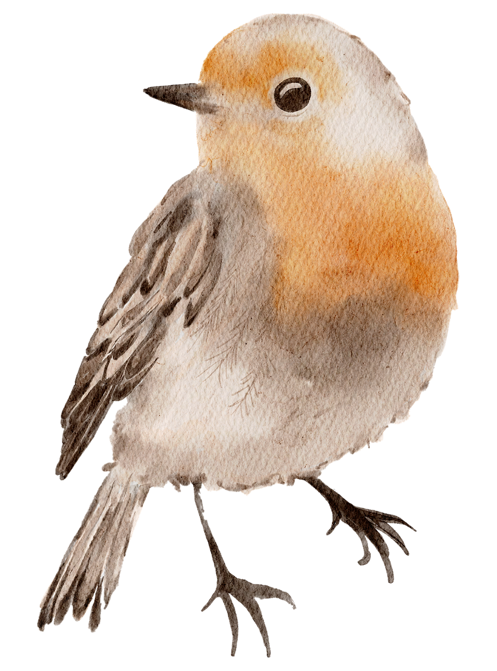 Watercolor illustration of a small bird with a warm orange chest, soft brown wings, and a round eye.