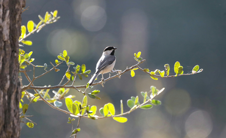 Small black-capped chickadee perched on a leafy branch with soft sunlight and blurred background.