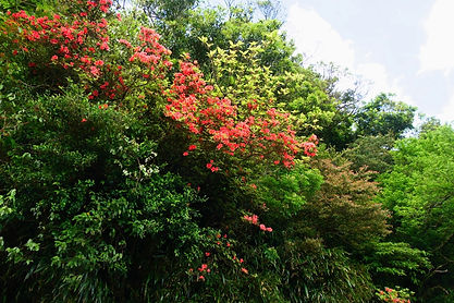 向島嶼自然學習生命地景(二):自然森林邊緣植物多樣性競生的表現@百拉卡公路.jp