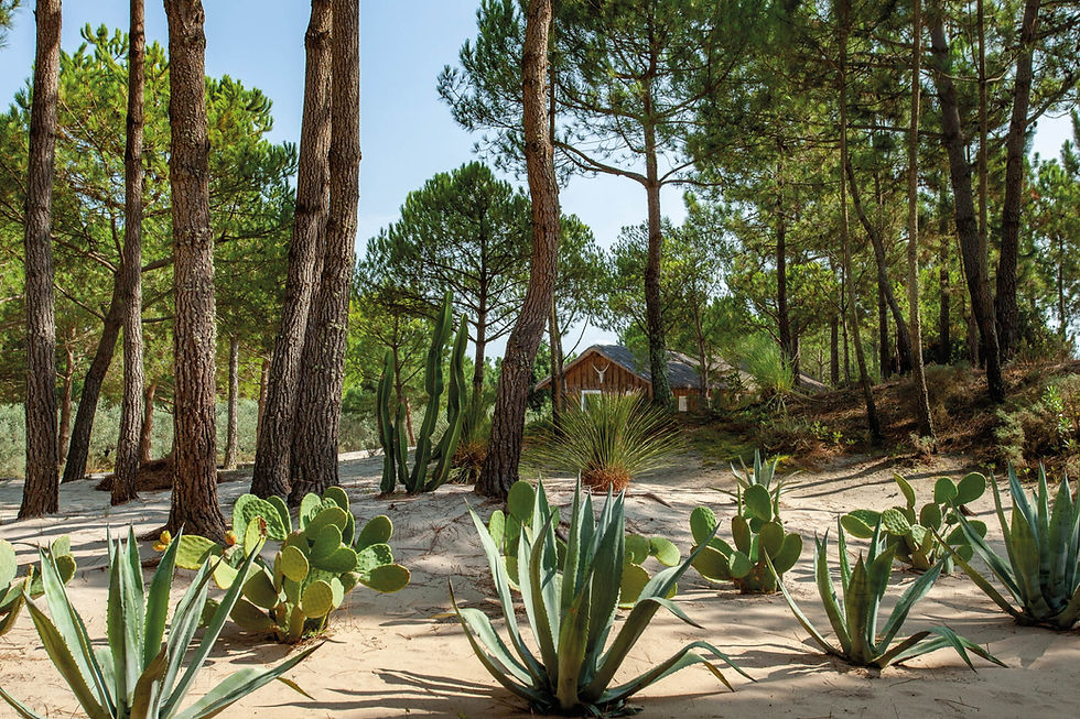 ACC_Atlantinc_Comporta_029.jpg