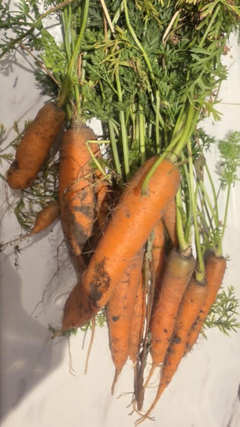 Freshly harvested wonky carrots with green tops - home grown UK