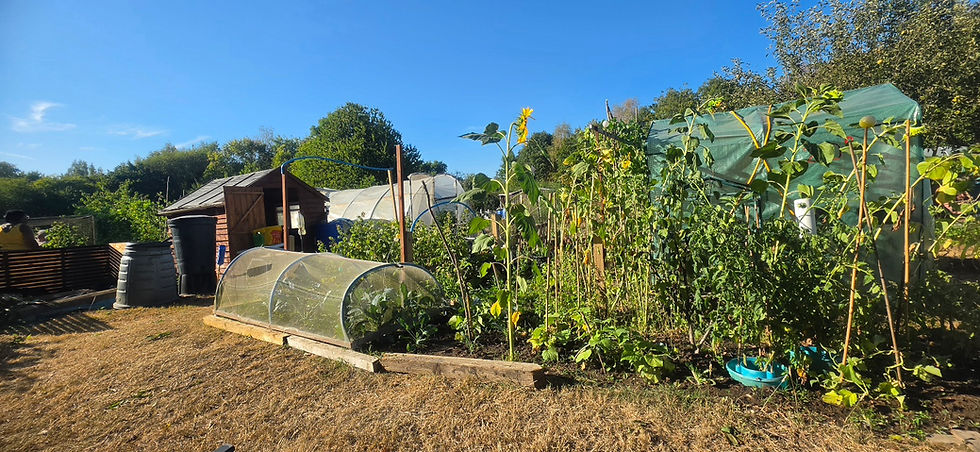 Our half plot in Tonbridge