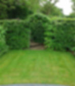 Beech Hedge And Arch Conceals Shed