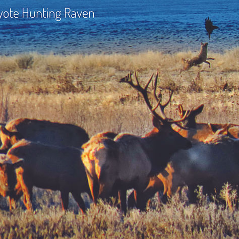 Eagle Nest Has It All! “Elk Watching Coyote Hunting Raven”
