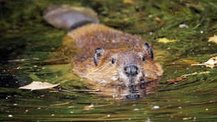 Rio Costilla Beavers: Friend & Foe
